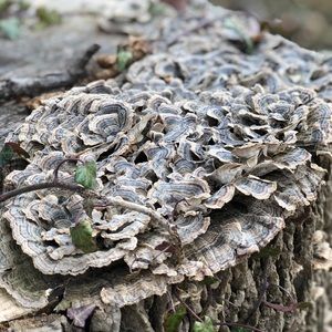 Meet your Posher, Paul